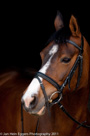 Black series portretten paarden